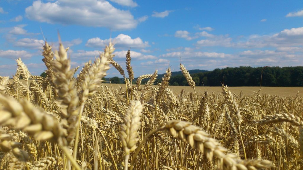 solstizi-giugno-dicembre-effetti-agricoltura-ambiente-maree-energia-rinnovabili-eolico-fotovoltaico-lavoro-campi-trebbiatura-raccolta-CuE