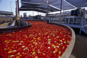 Pomodoro, Italia, Campania, Sottoprodotti, Residui, Scarti, Antiossidanti, Coloranti, Licopene, Carotenoidi, Luteina, Estrazione, La Doria, Energy Close-up Engineering