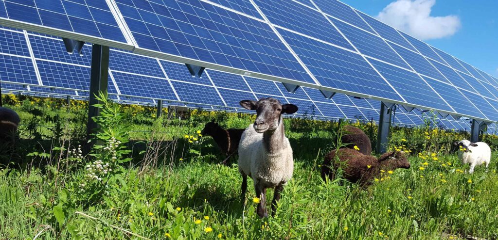 agrivoltaico, fotovoltaico, sole, agricoltura, energia, produzione, suolo, sostenibilità, sfruttamento, tecnologia, efficienza, sviluppo, consumo, elettricità, applicazioni, colture, allevamenti, Energy Close-up Engineering