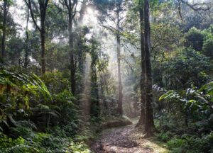 foresta, vegetazione, animali, accordo, Sierra Leone, Cina, pianeta, governo, pescatori, società, pesca, porto, ambiente, opposizione, disastro, economia, politica, minaccia, Energy Close-up Engineering