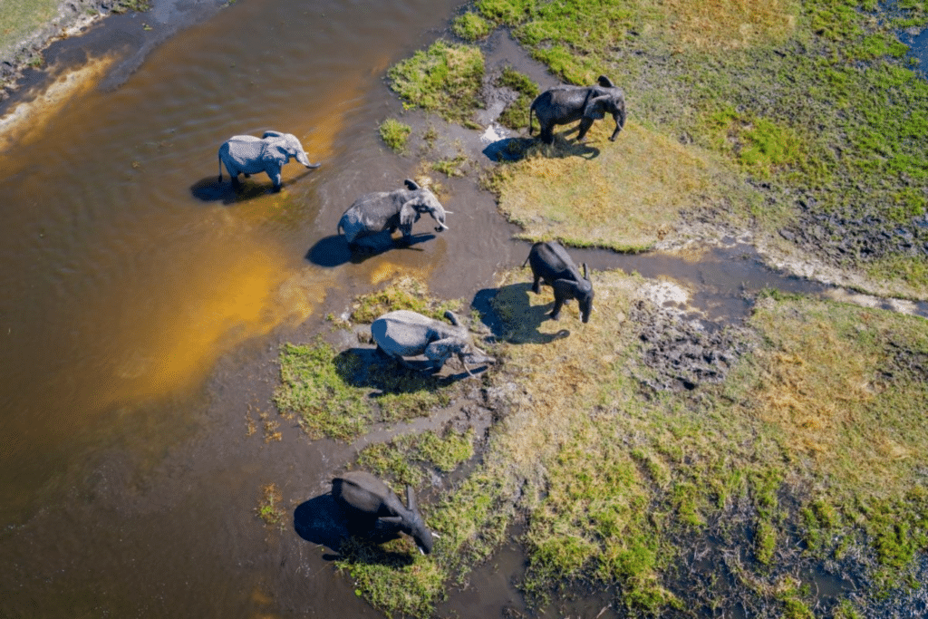 ReconAfrica, pozzi petroliferi, Namibia, Botswana, Kavango, licenze, elefanti, catastrofe ambientale, alghe tossiche, riscaldamento globale, ecosistema, comunità locali, IEA, zero emissioni, petrolio, Energy Close-up Egineering.