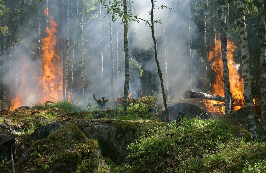 foreste incendio