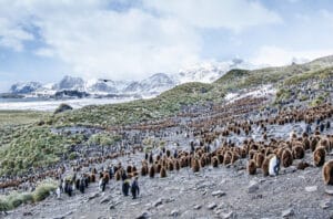 Antartide, vegetazione, verde, ghiacci, ecosistemi, riscaldamento globale, cambiamento climatico, temperature, minaccia, piante, animali, scomparsa, competizione, Energy Close-up Engineering