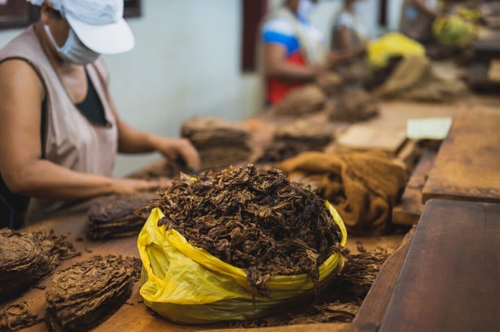 tabacco, impatto ambientale