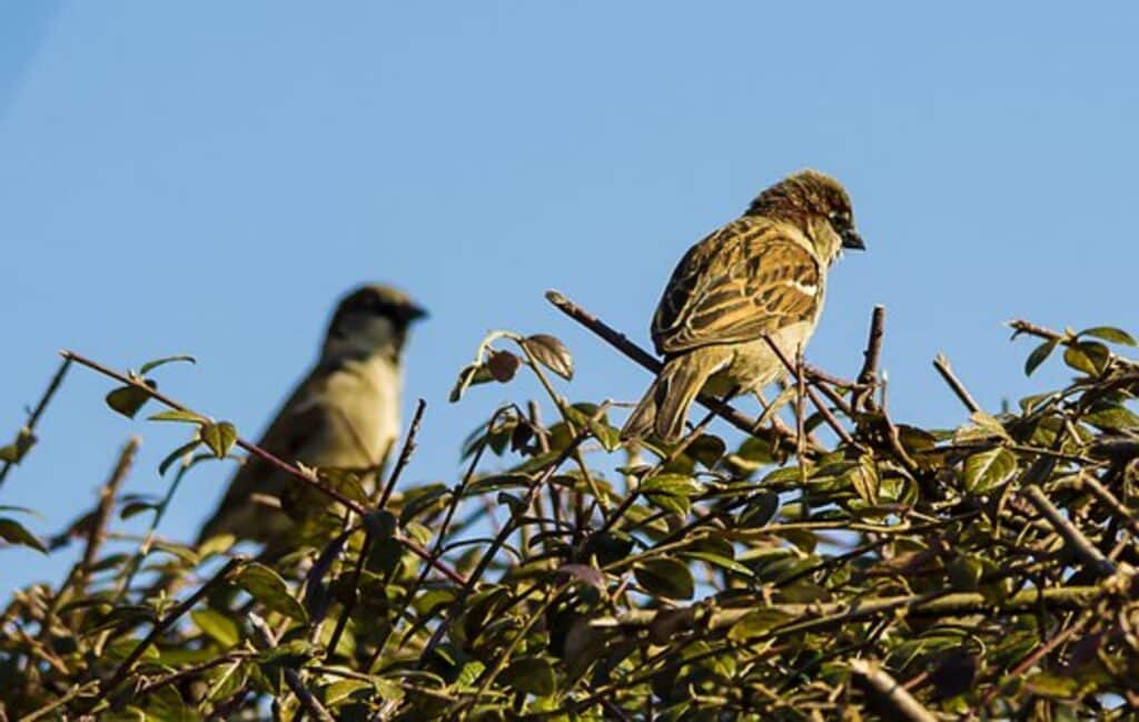 fauna, città, caldo, cambiamenti climatici, temperatura, habitat, ambiente, biodiversità, animali, sopravvivenza, crescita, adattamento, equilibrio, specie, rischio, Energy Close-up Engineering