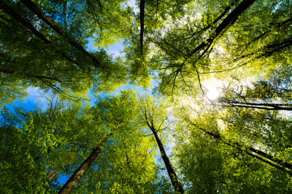 foreste, deforestazione, ettari, boschi, alberi, sostenibilità, disboscamento, ricerca, dati, sovrappopolazione, agricoltura, legno, consumo, reddito, economia circolare, salvaguardia, ecosistemi, biodiversità, Energy Close-up Engineering