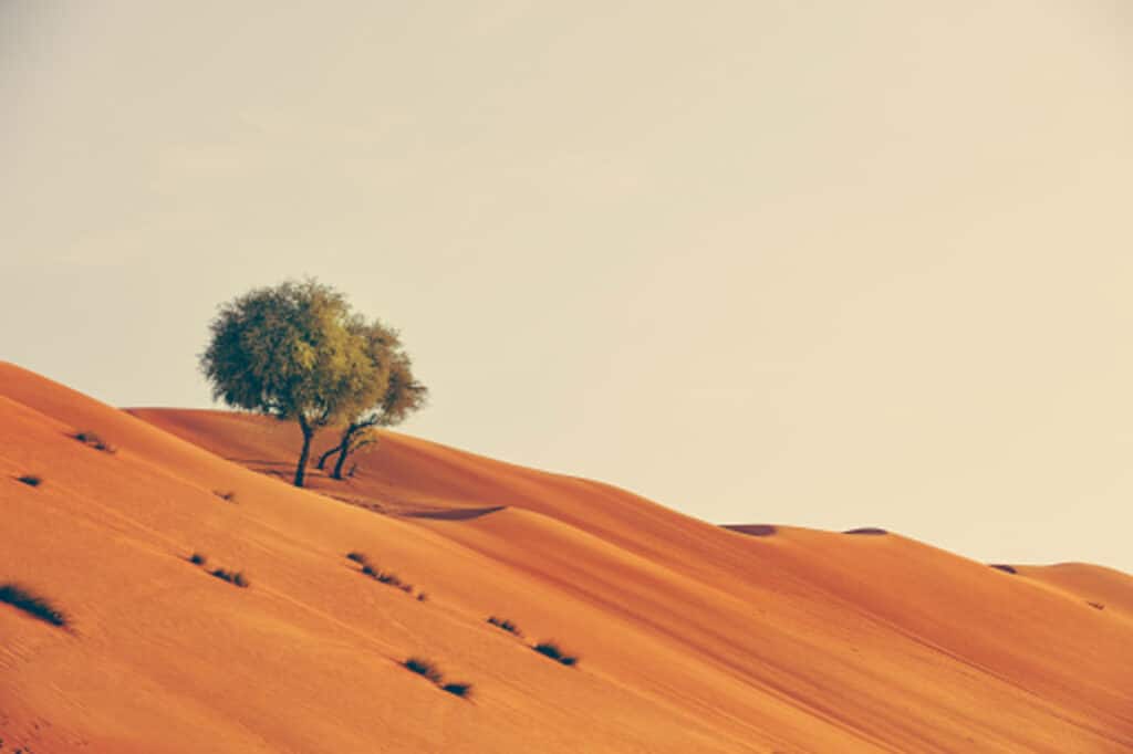 Grande Muraglia Verde, Africa, alberi, barriera, desertificazione, cambiamento climatico, riscaldamento globale, terreno, aridità, ONU, progetto, finanziamento, povertà, popolazione, sviluppo sostenibile, deforestazione, crisi climatica, Energy Close-up Engineering