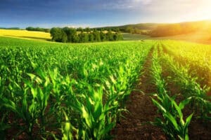 cambiamento climatico, agricoltura, coltivazione, siccità, temperatura, disastri climatici, clima, crisi climatica, fertilizzanti, caldo, suolo, sostenibilità, sviluppo sostenibile, alimentazione, risorse, suolo, Energy Close-up Engineering