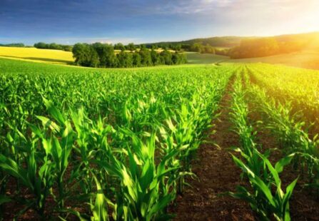 Cambiamento climatico, in che modo incide sull’agricoltura?