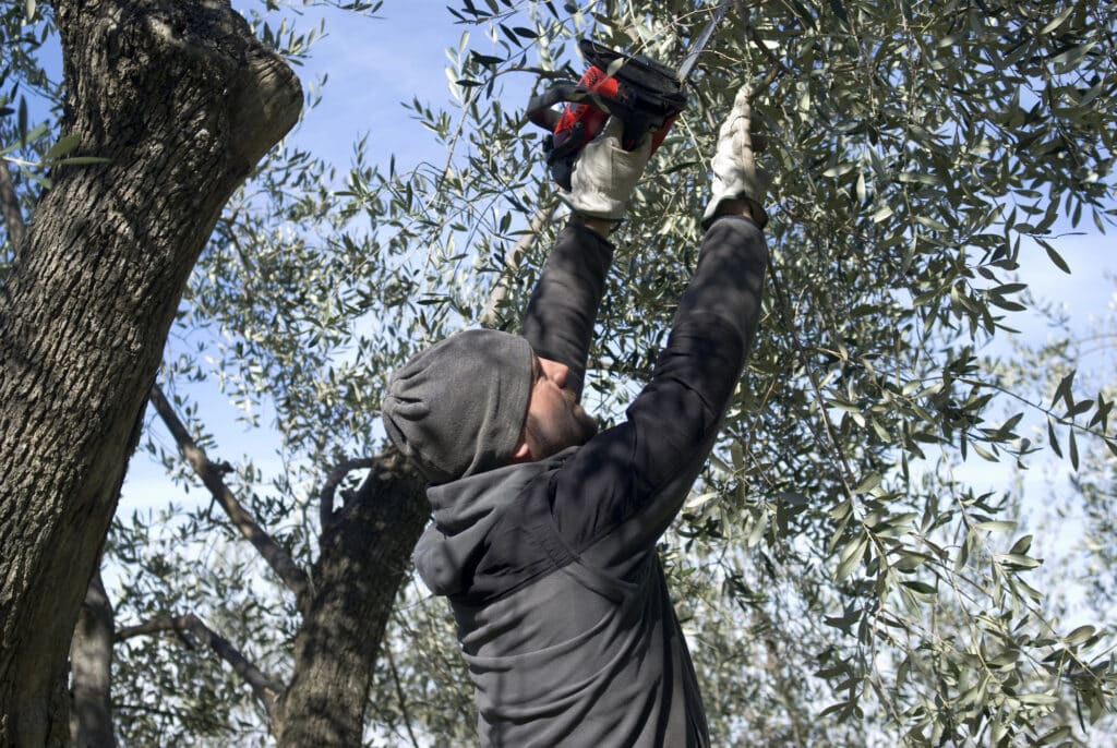 potature di ulivo diventano pannelli fonoassorbenti