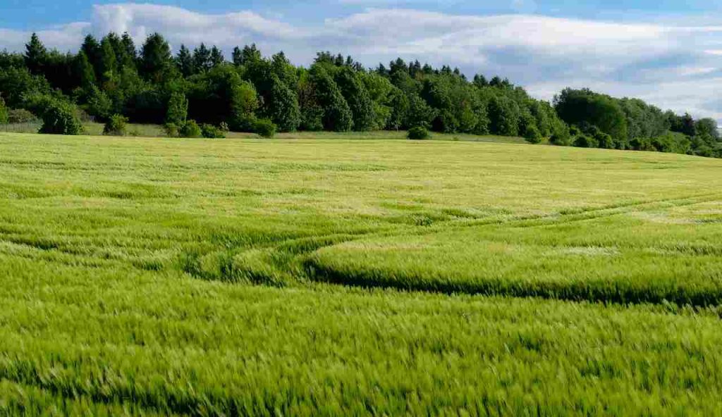 coltivazione di grano