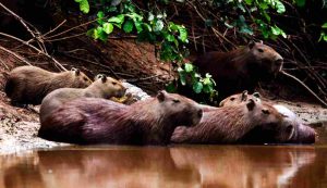 Alcuni capibara in acqua (depositphotos)