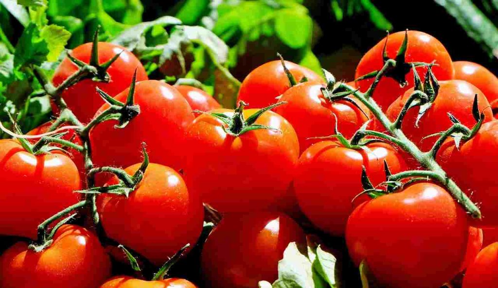 Pomodori appena raccolti (Pixabay)