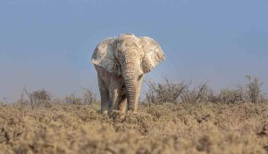 Un elefante africano (Pixabay)