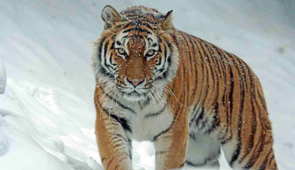 Una tigre sulla neve (Pixabay)