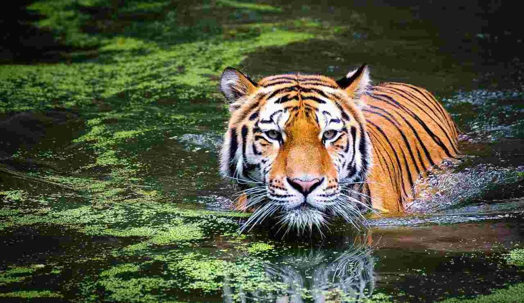 Illustrazione di una tigre (Pixabay)