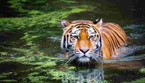 Illustrazione di una tigre (Pixabay)