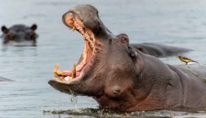 Grandi fauci di un ippopotamo (Depositphotos foto)