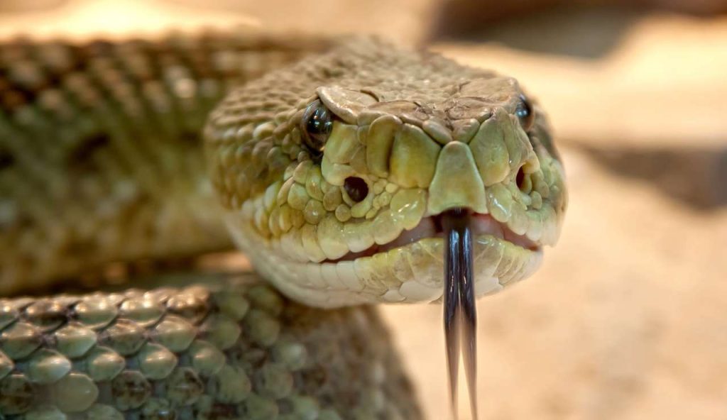 Illustrazione di un serpente a sonagli (Pixabay FOTO) - www.energycue.it