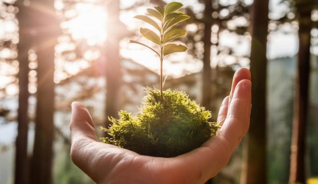 Mano di persona nella natura