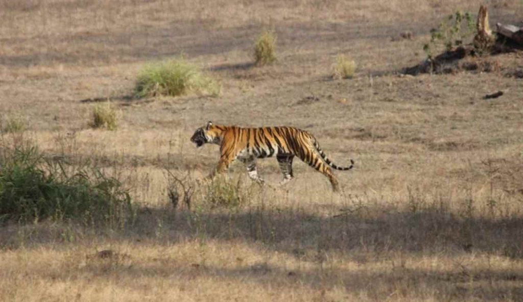 Gatto Selvatico più grande mondo mette paura